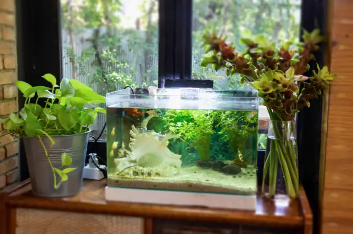 Read more about the article 5 Best Fish for a Small 2-Gallon Tank 