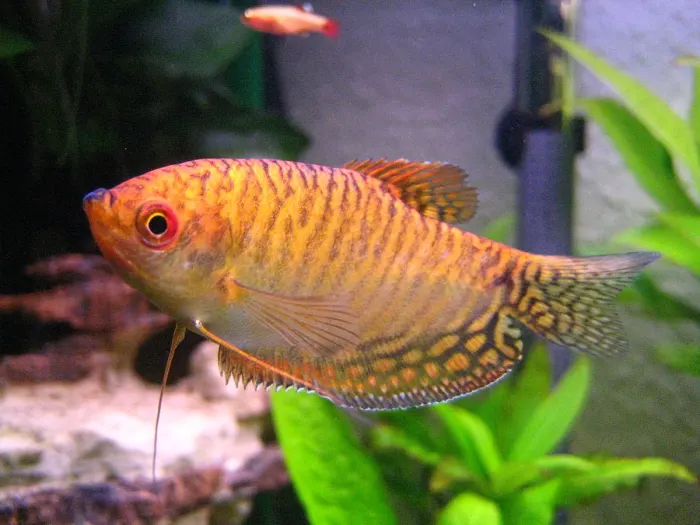 Dwarf Gouramis 