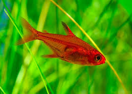 Ember Tetras