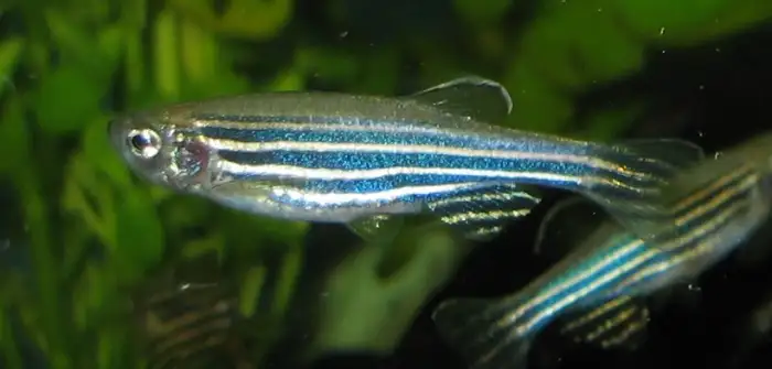 Zebra Danios